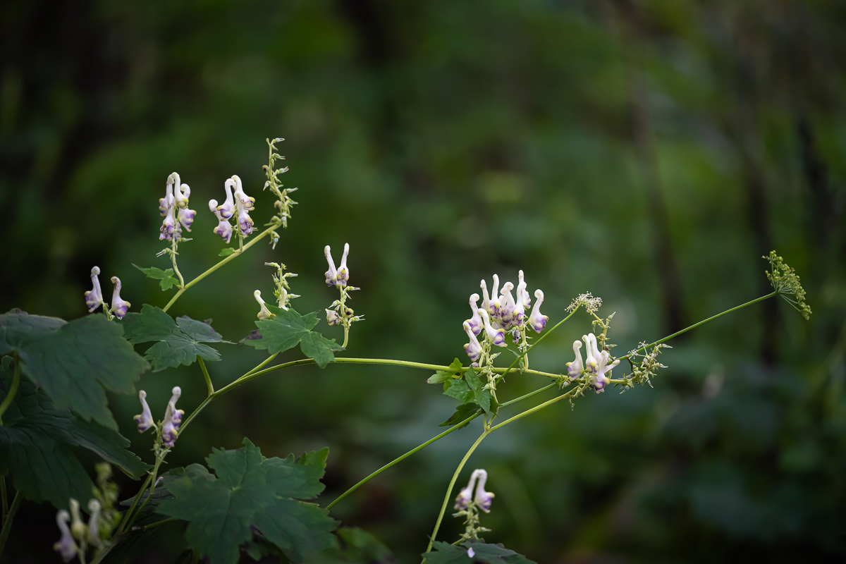 DSC_0288.jpg