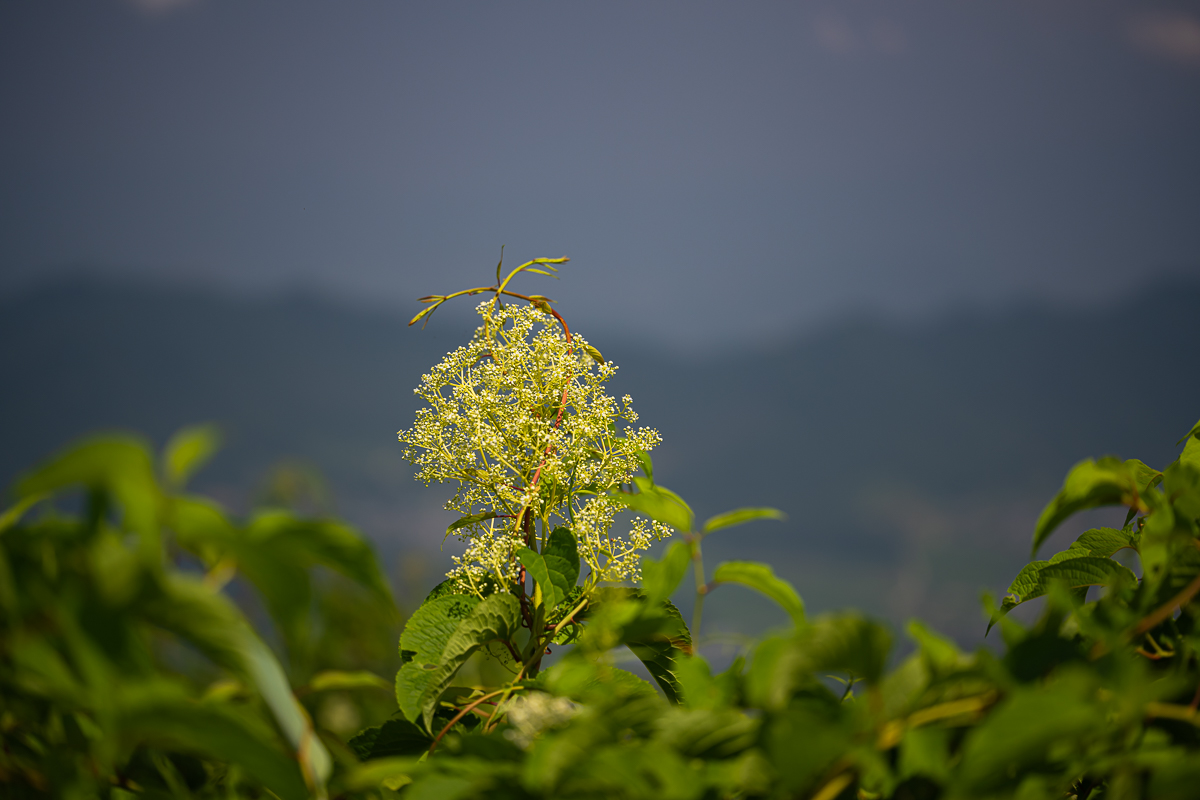 DSC_3755.jpg