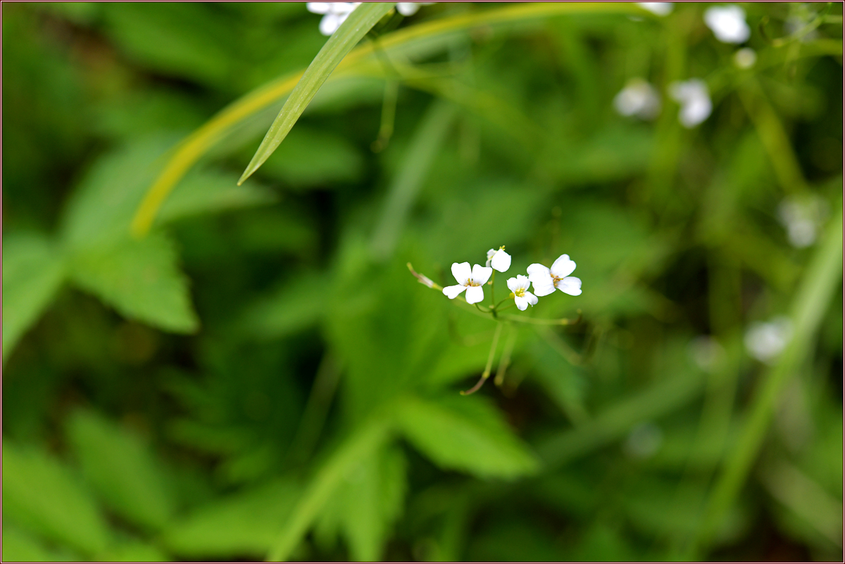 DSC_2118.jpg