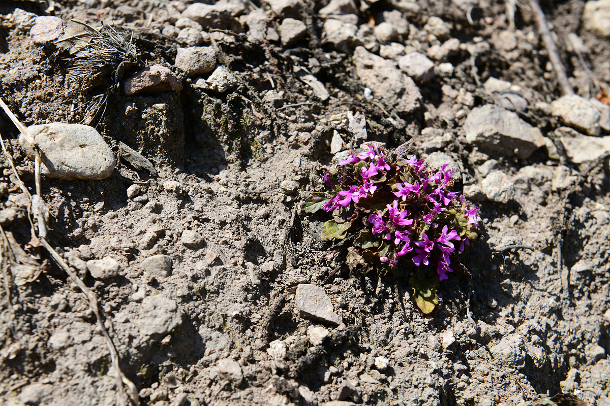 DSC_2637.jpg
