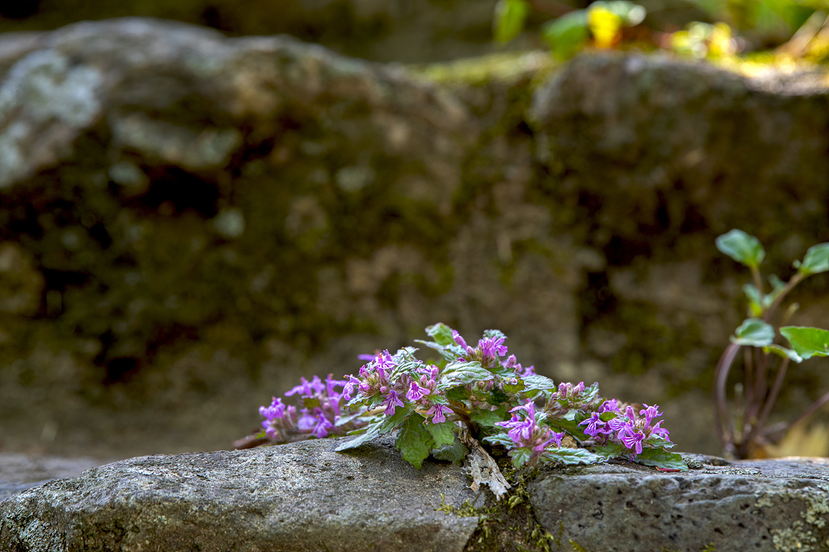 DSC_2809qqq.jpg