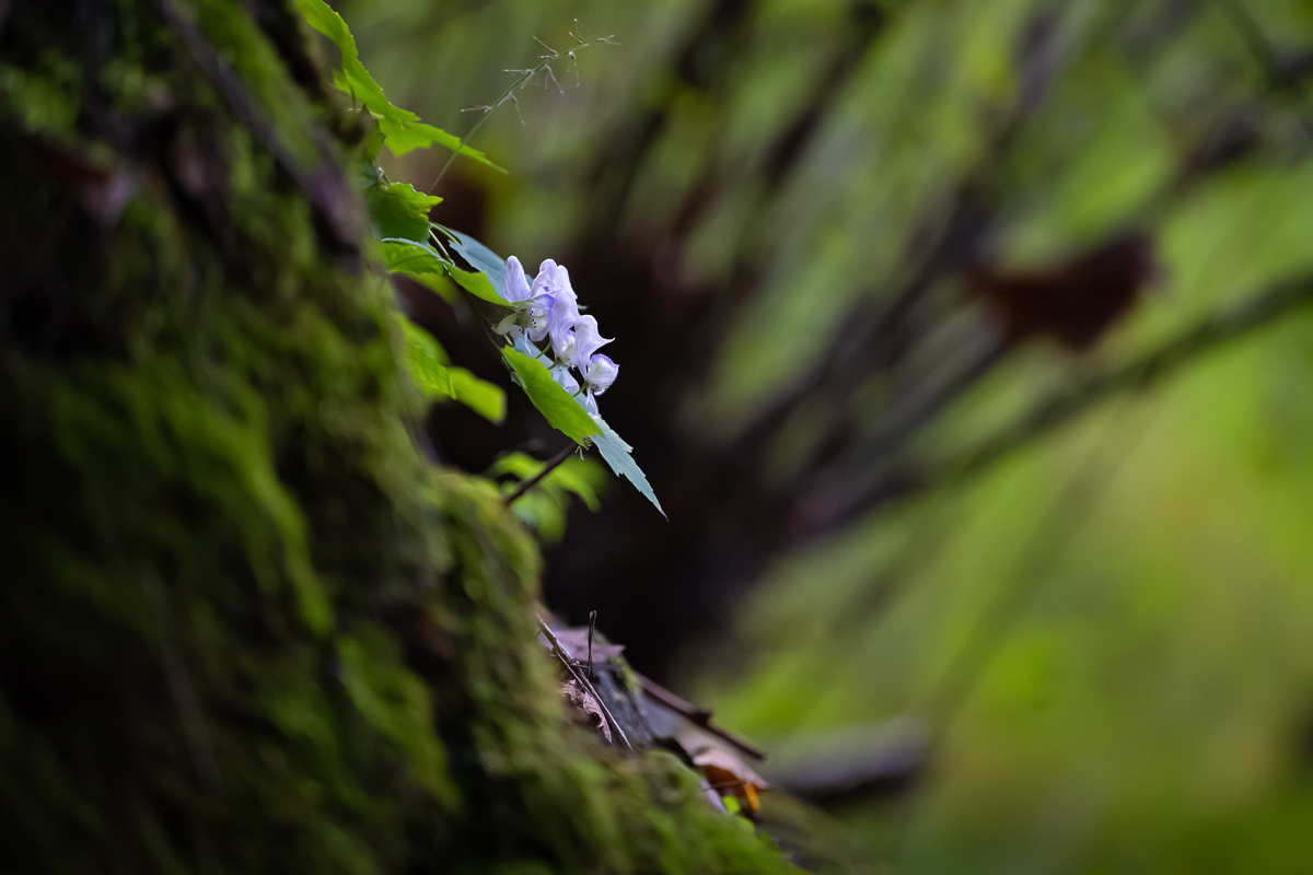 DSC_1861.jpg