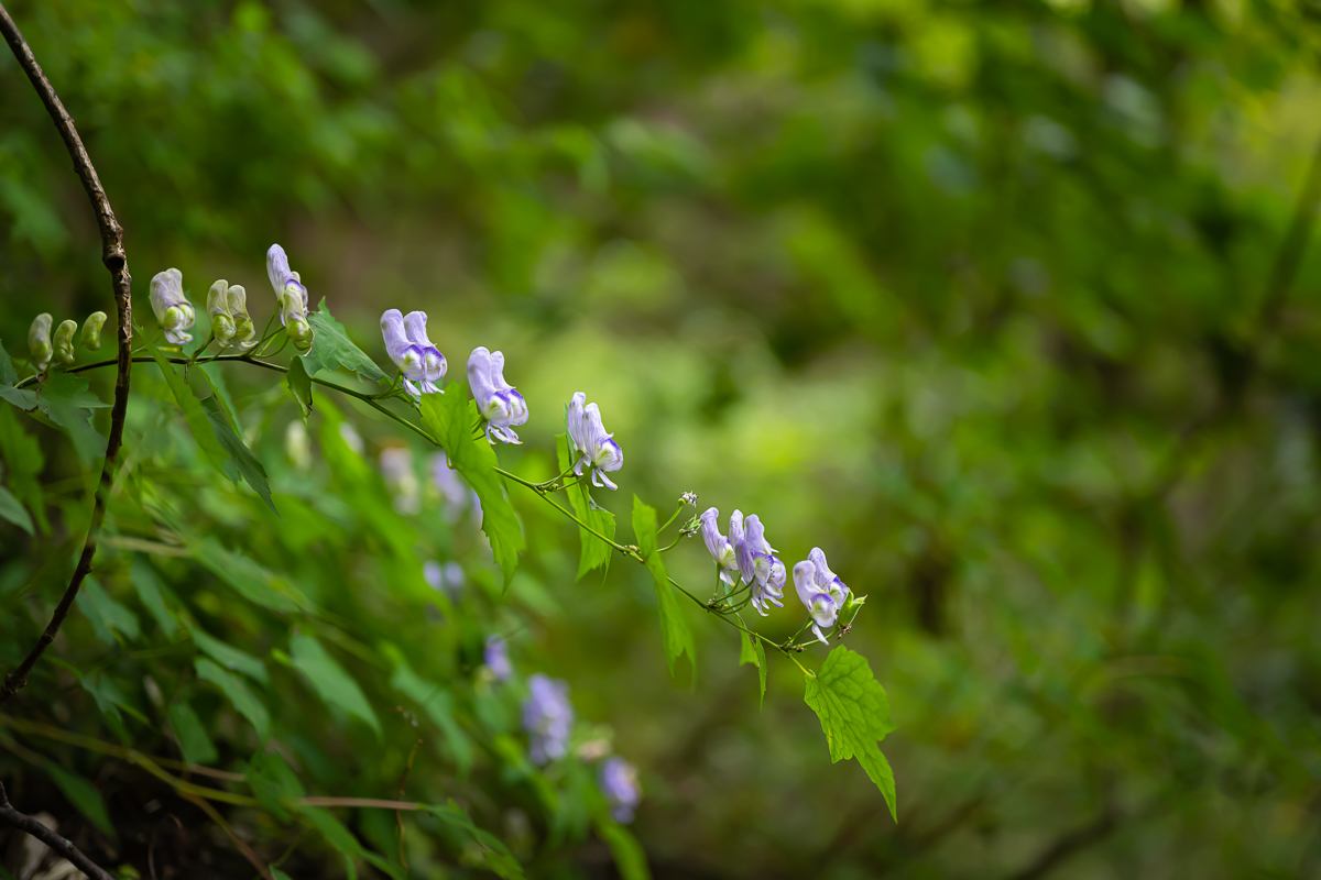 DSC_1942.jpg