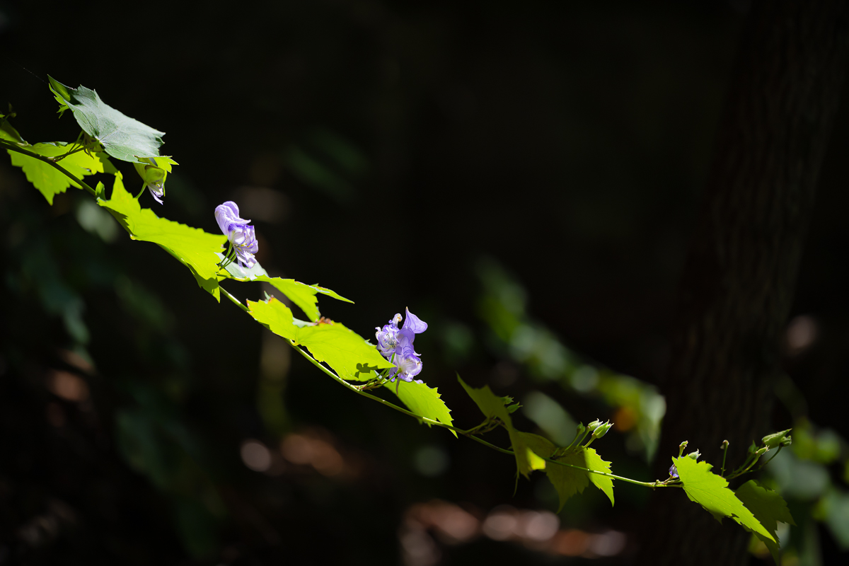 DSC_1812.jpg