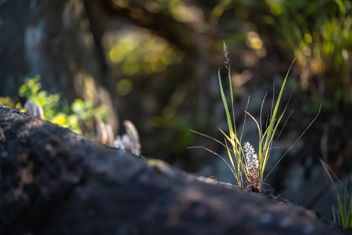 DSC_0771.jpg