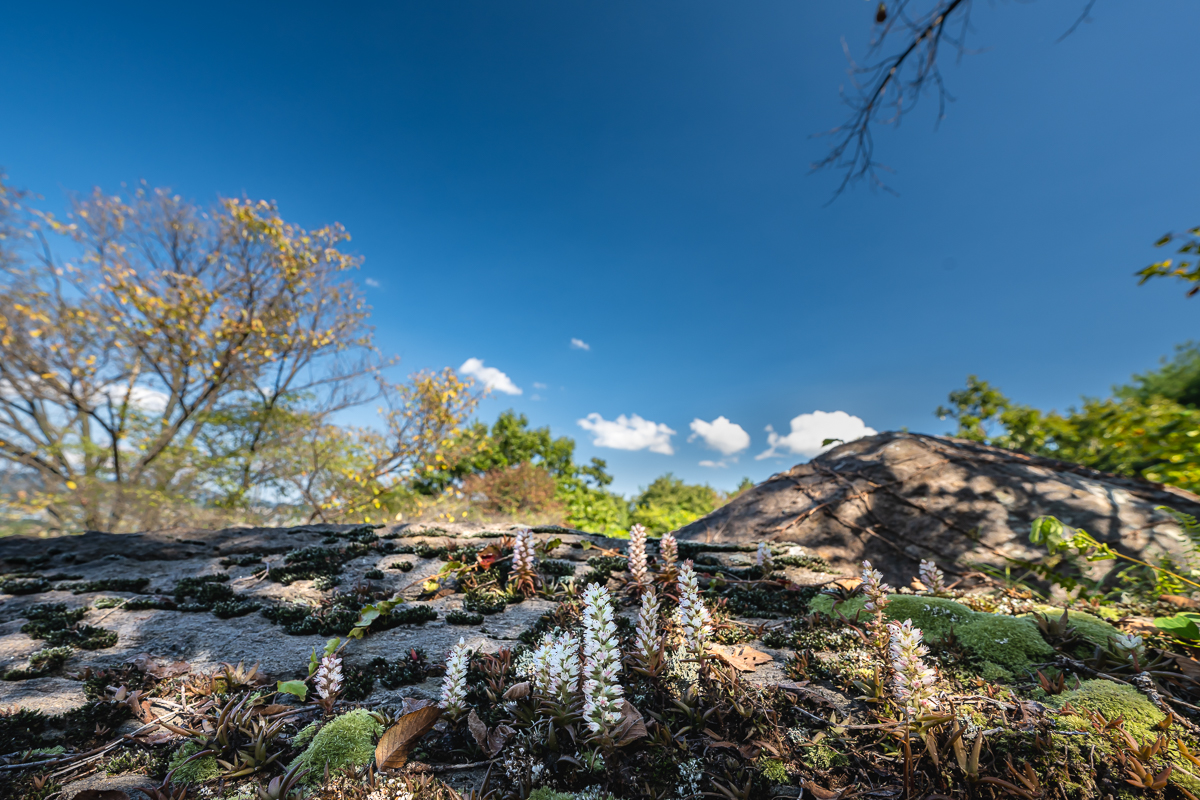 DSC_0782.jpg