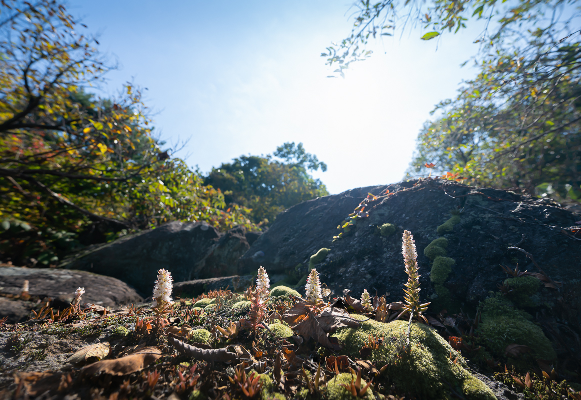 DSC_0738.jpg