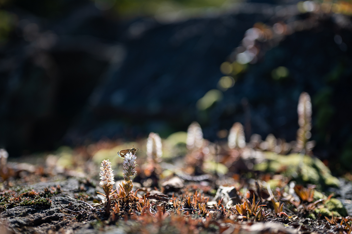 DSC_0712.jpg