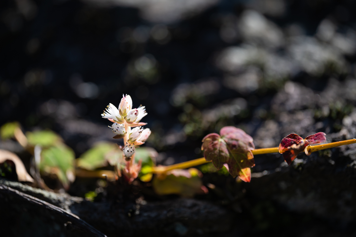 DSC_0685.jpg