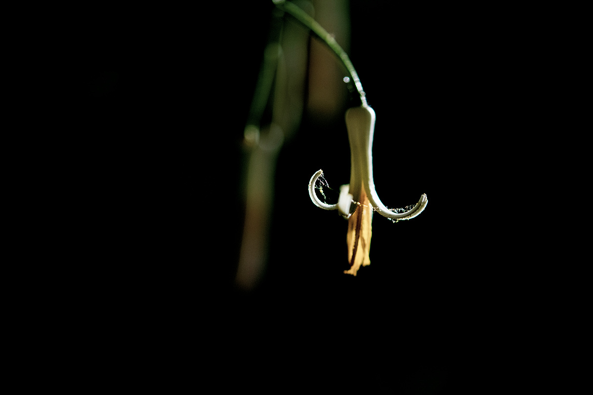 _DSC8434aaa.jpg