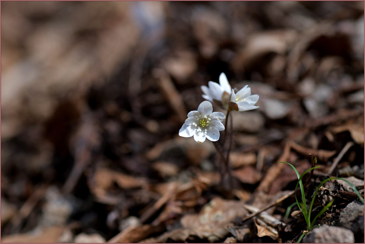 DSC_7792.jpg