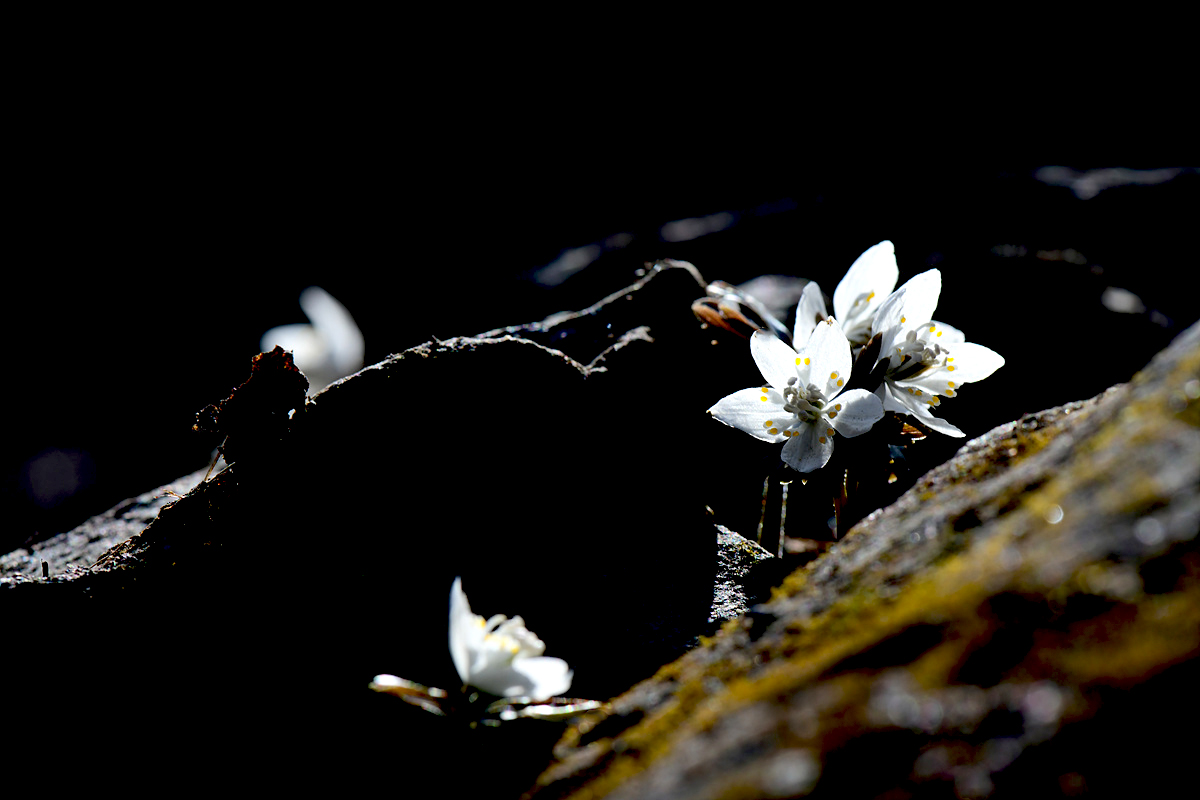 DSC_2873AAA.jpg