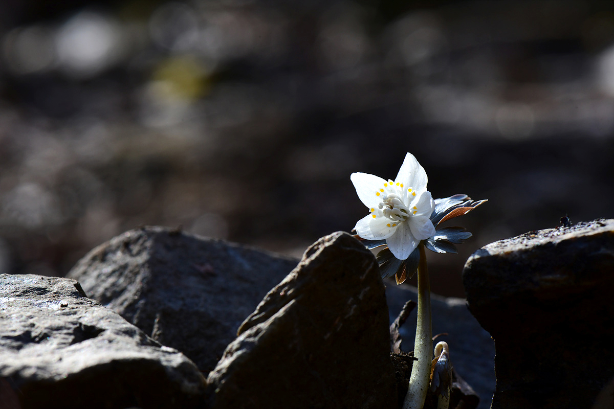 DSC_2802SSS.jpg