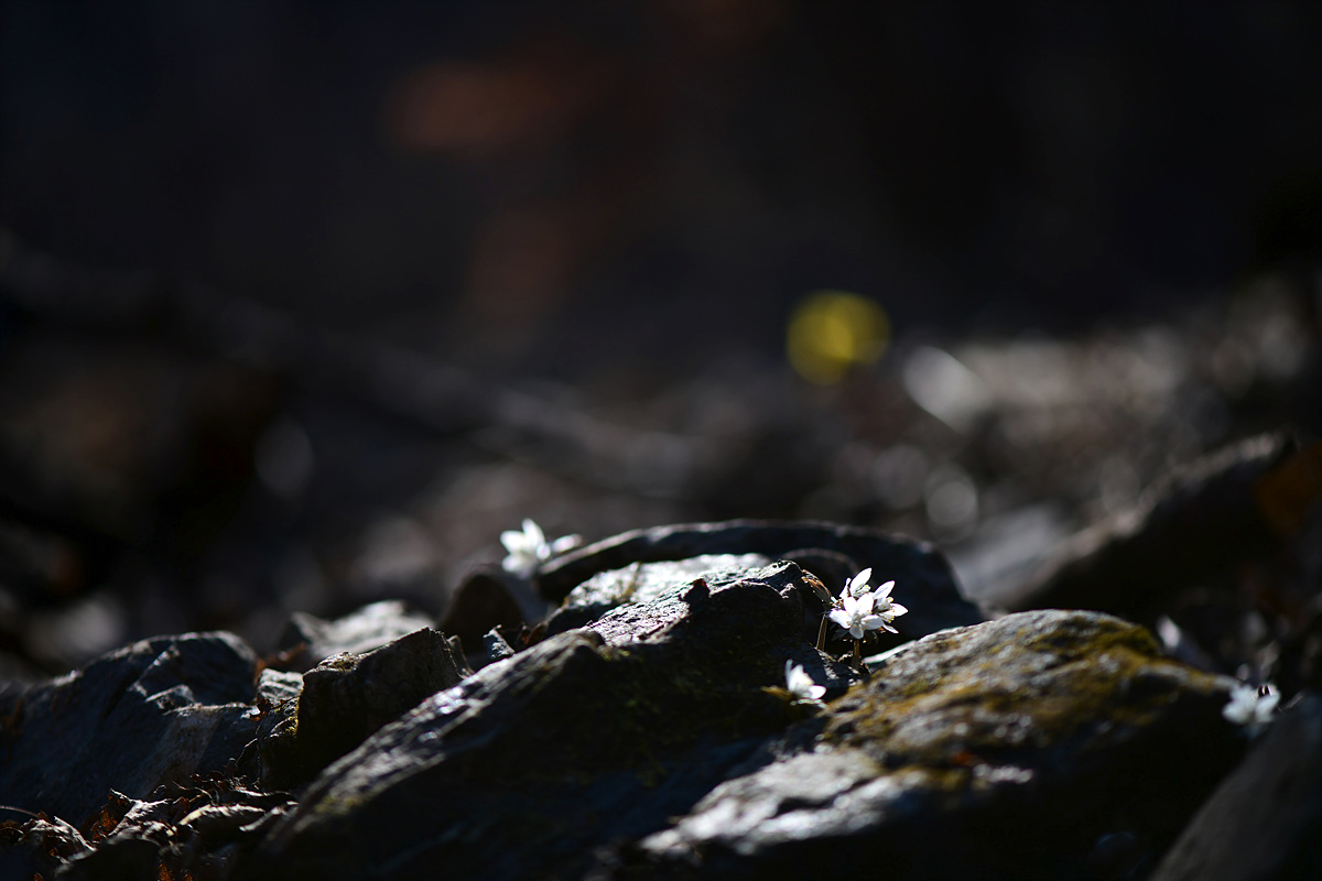 DSC_2890ccc.jpg