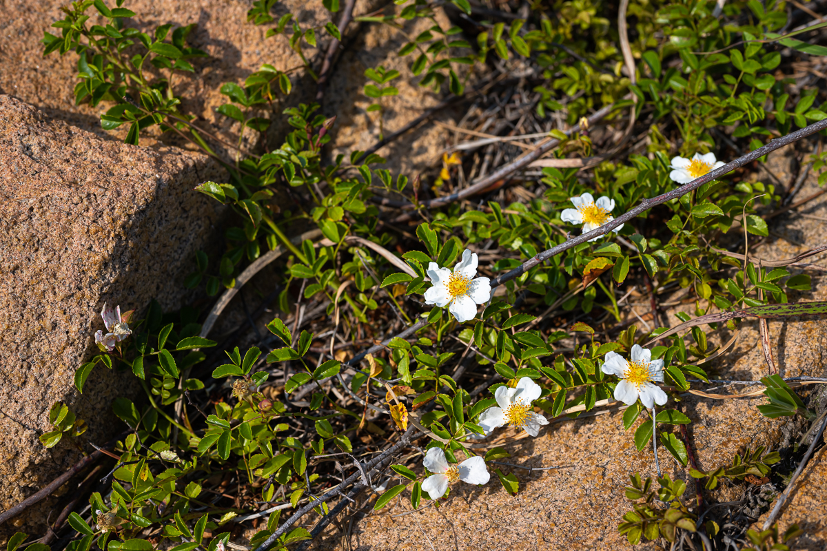 DSC_0546.jpg