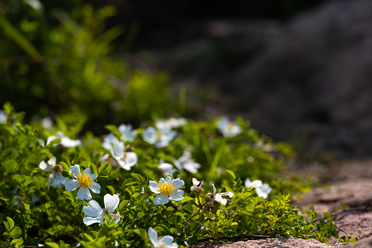 DSC_0559.jpg