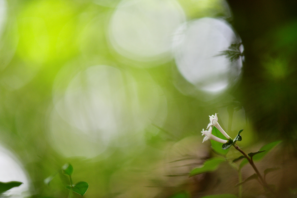 _DSC8533.jpg