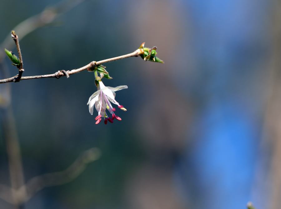 DSC_6426-1.jpg