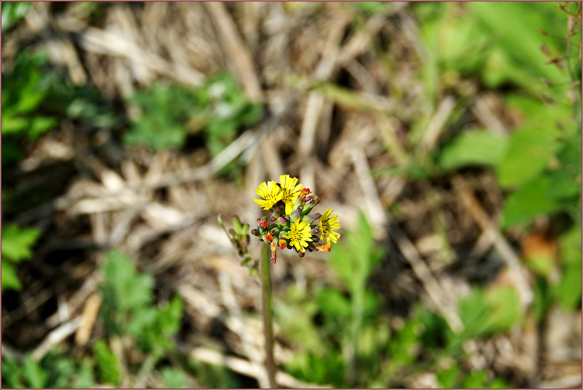 KHS00293.jpg
