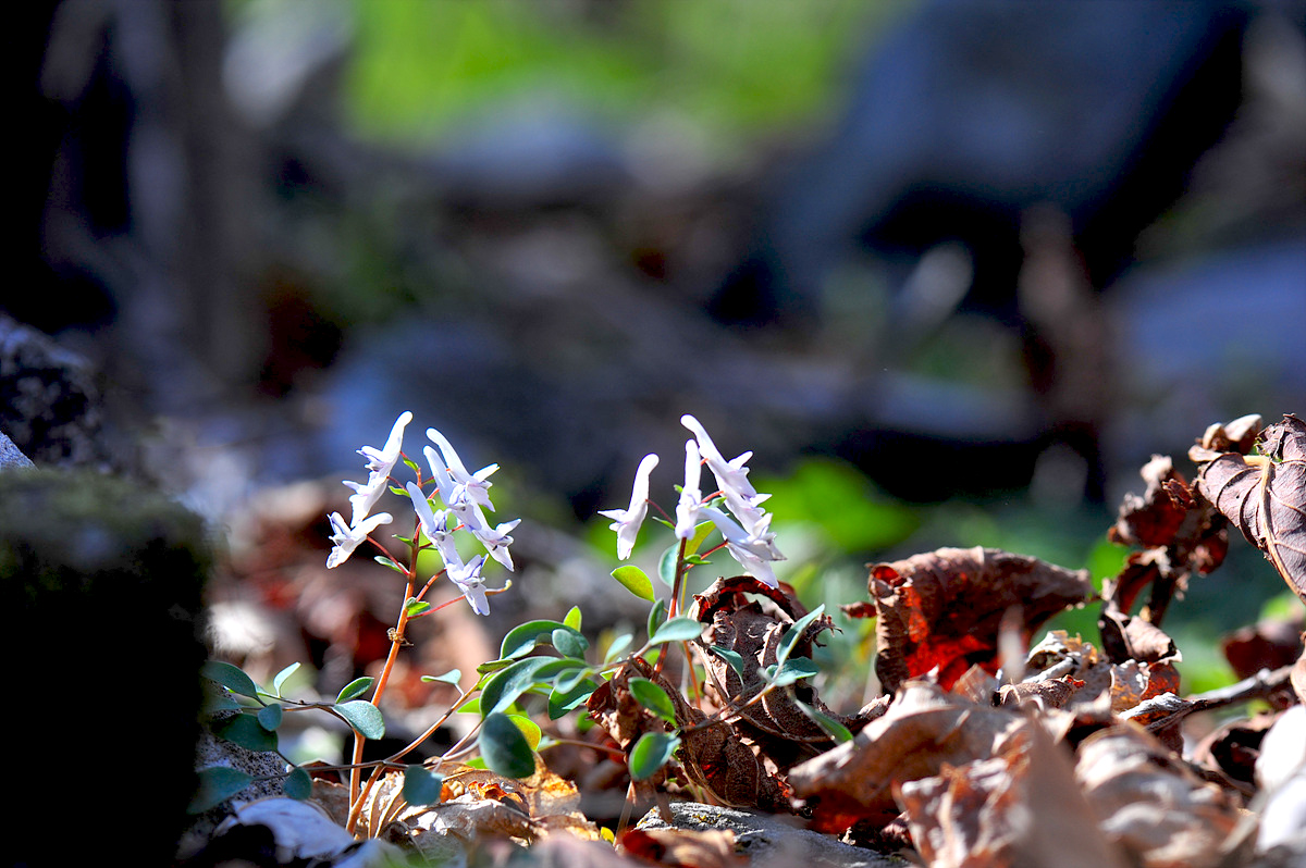 DSC_7817s.jpg