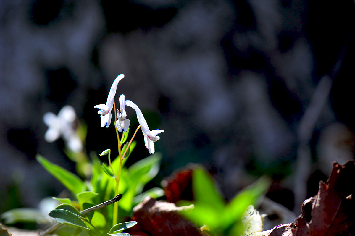 DSC_7790s.jpg