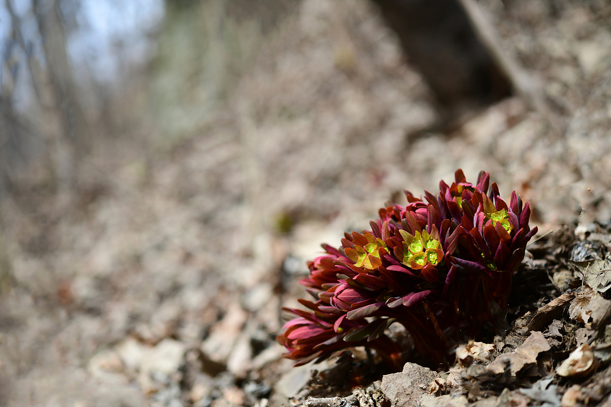 DSC_3367cc.jpg