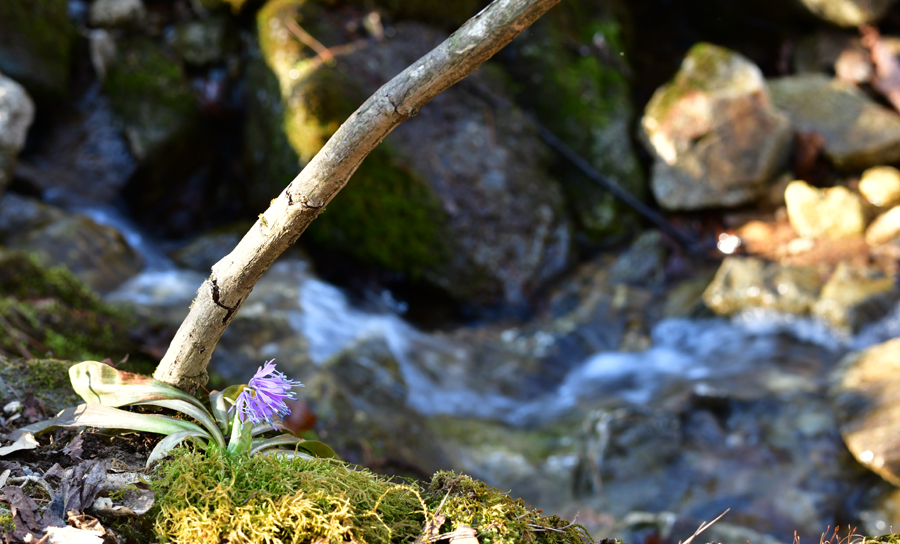 DSC_6956-1.jpg
