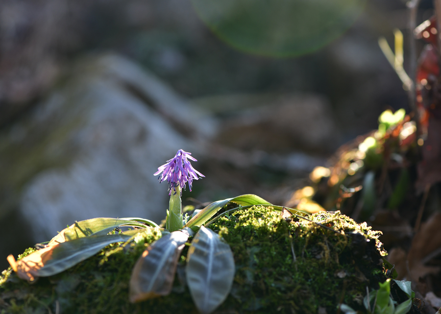 DSC_6994-1.jpg