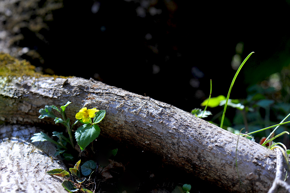 DSC_7703s.jpg