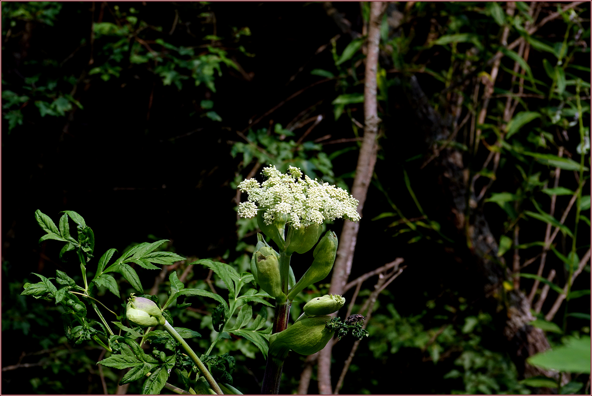 KHS02405구릿대.jpg