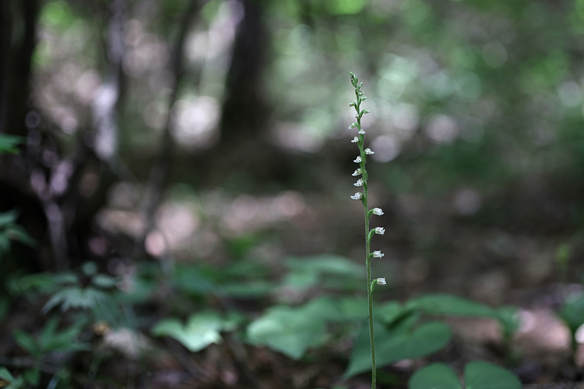 25-06-30 (98)-1.JPG