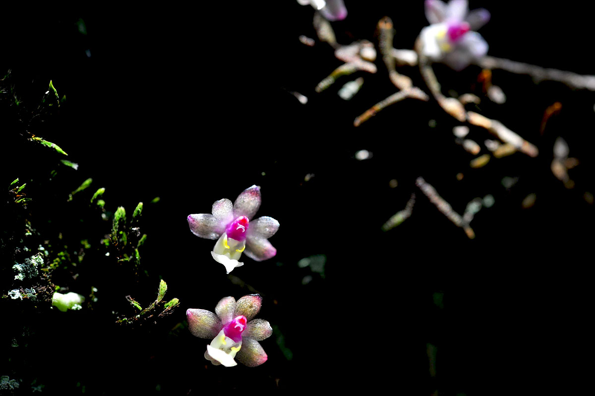 DSC_8585a.jpg