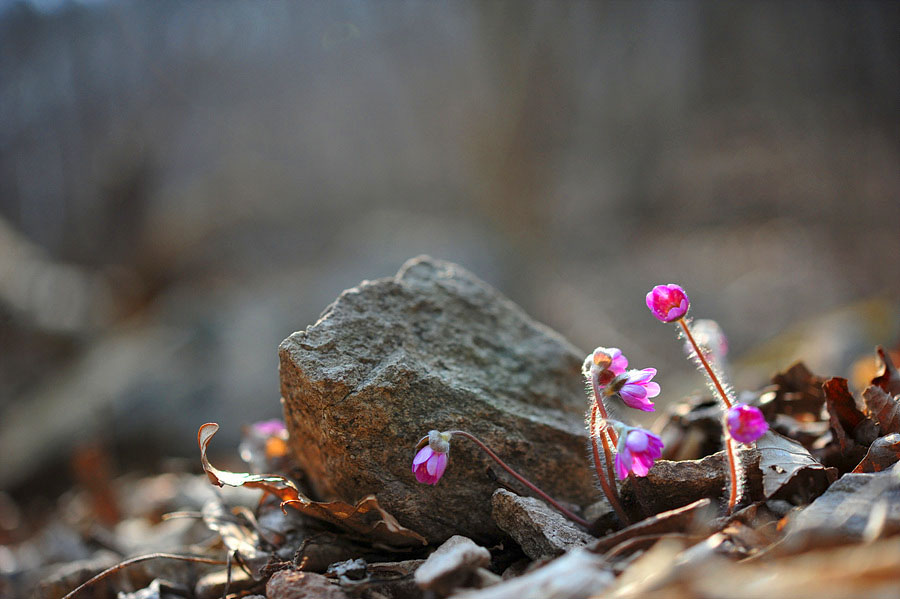 DSC_7647a.jpg