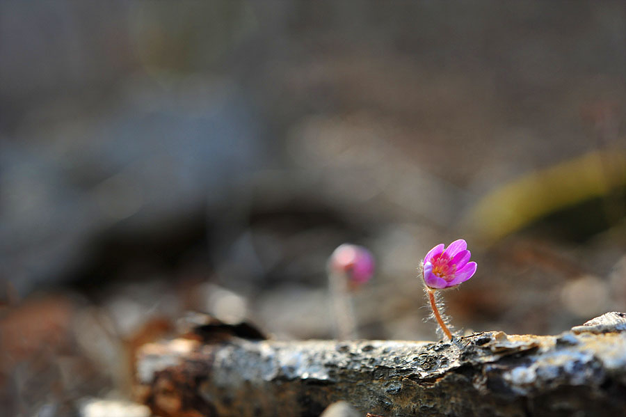 DSC_7668s.jpg