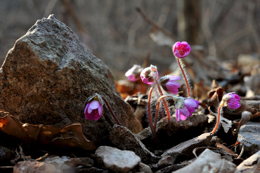 DSC_7661s.jpg