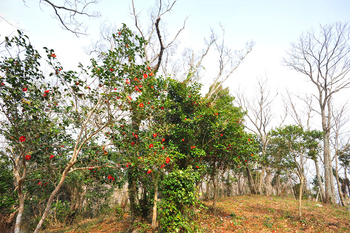 DSC_0754ss.jpg