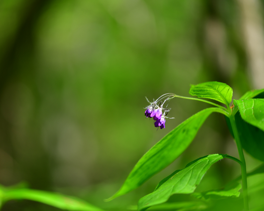 DSC_4752.JPG