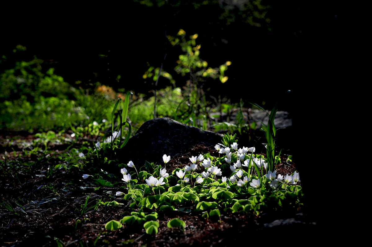 DSC_0532ss.jpg