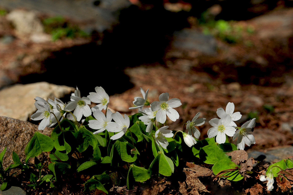 DSC_9841ss.jpg