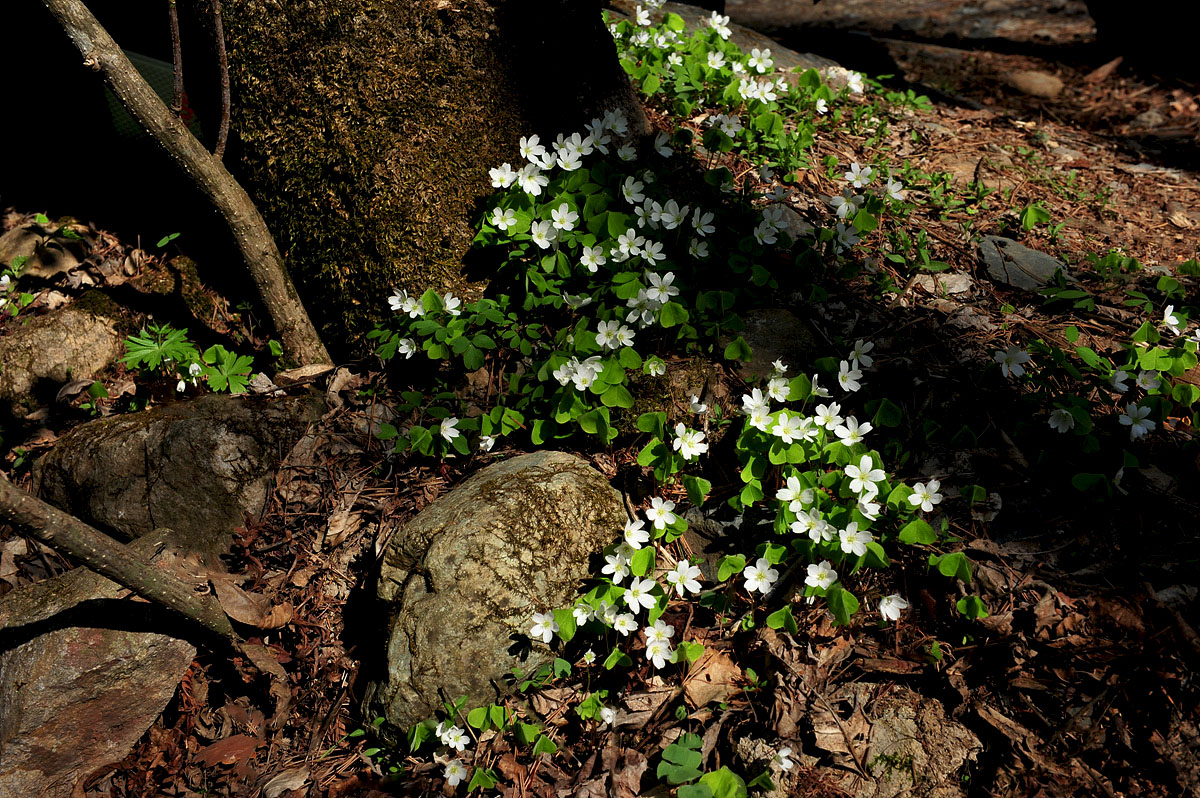 DSC_9859ss.jpg