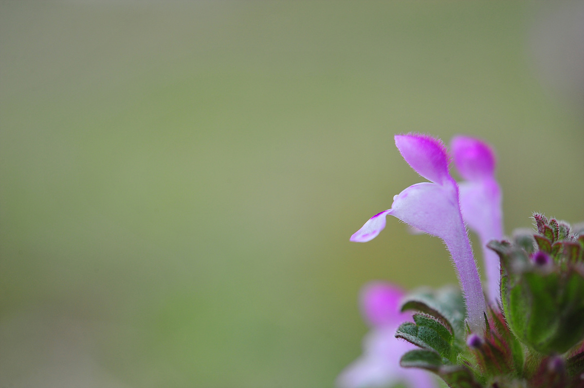 DSC_2119ss.jpg