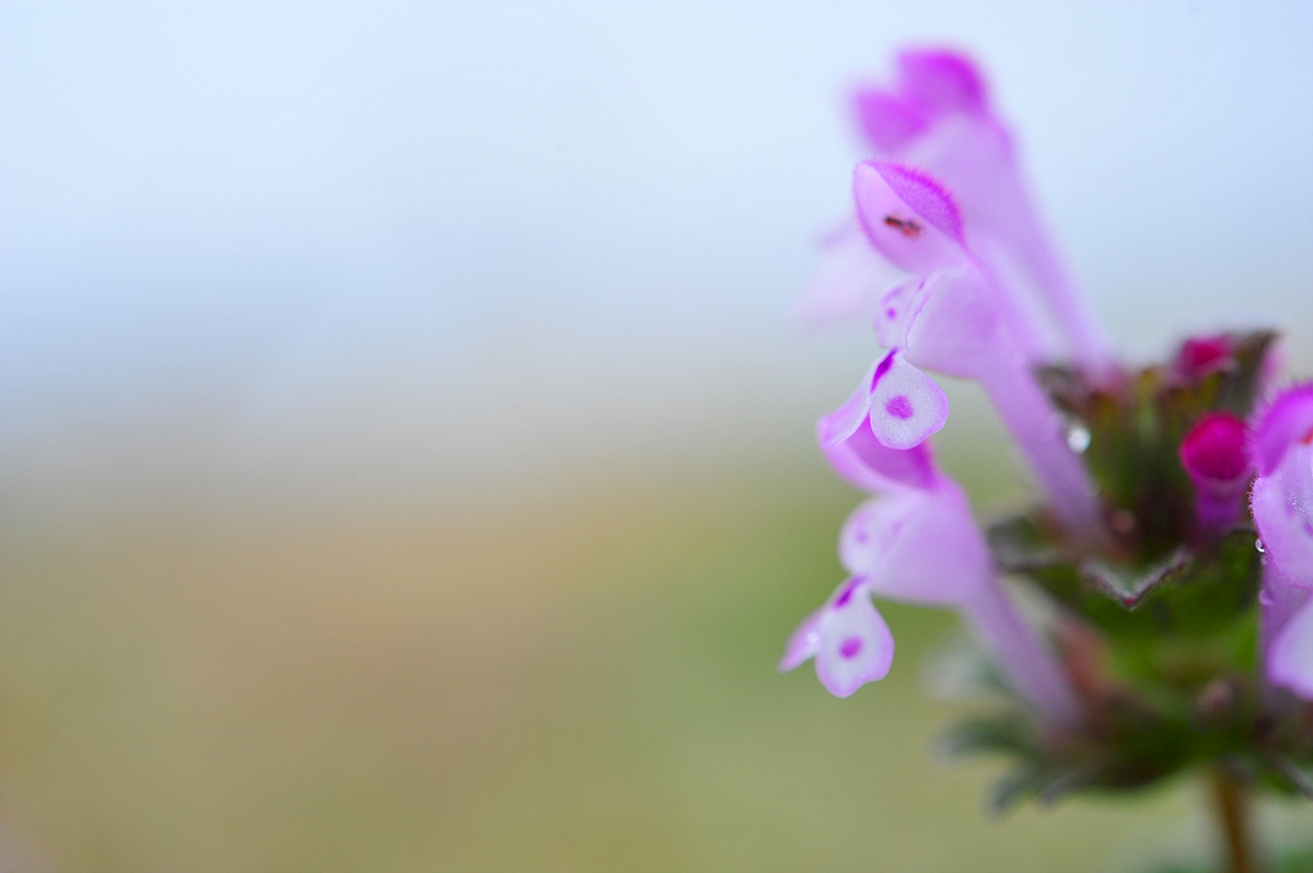 DSC_2128ss.jpg