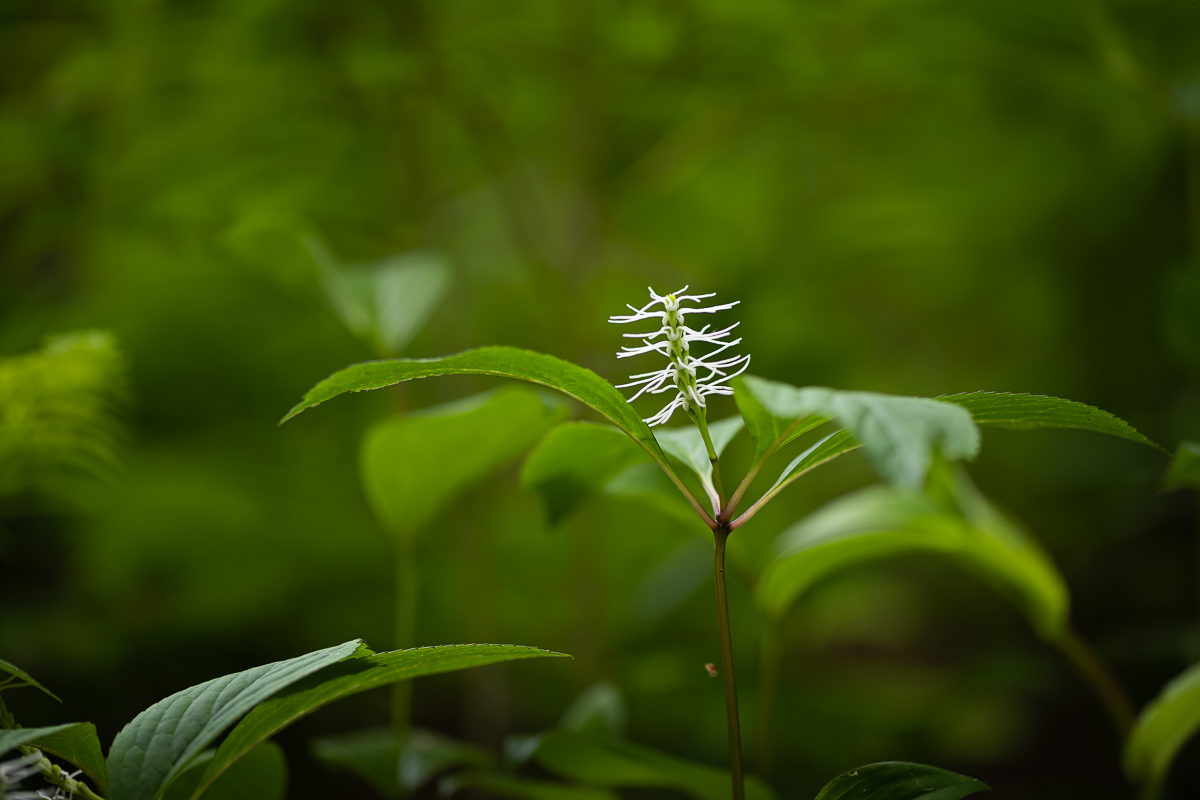 DSC_7534.jpg