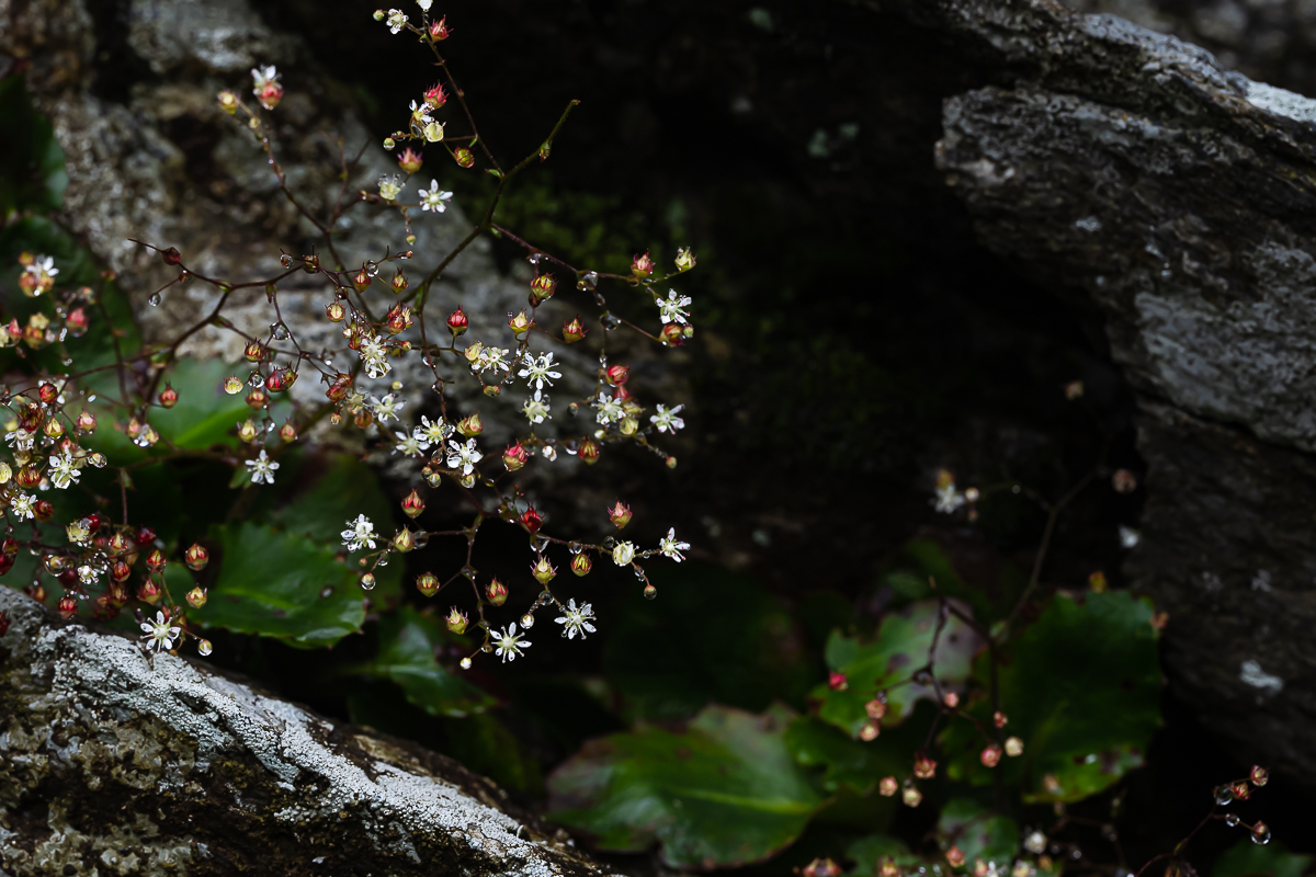 DSC_2440.jpg