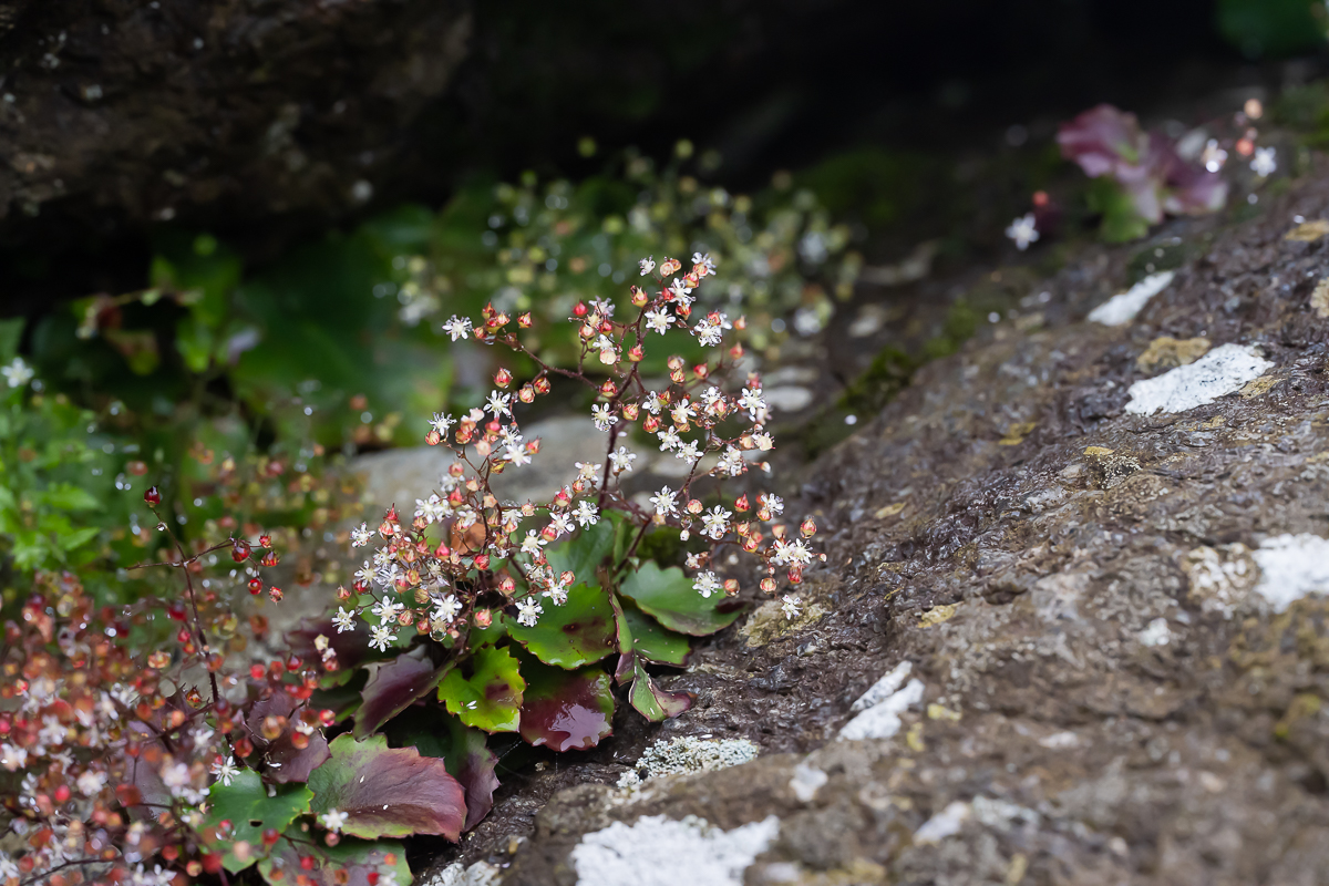 DSC_2891.jpg
