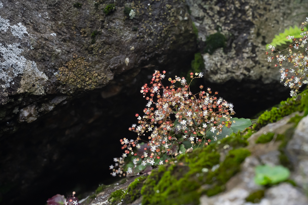 DSC_2902.jpg
