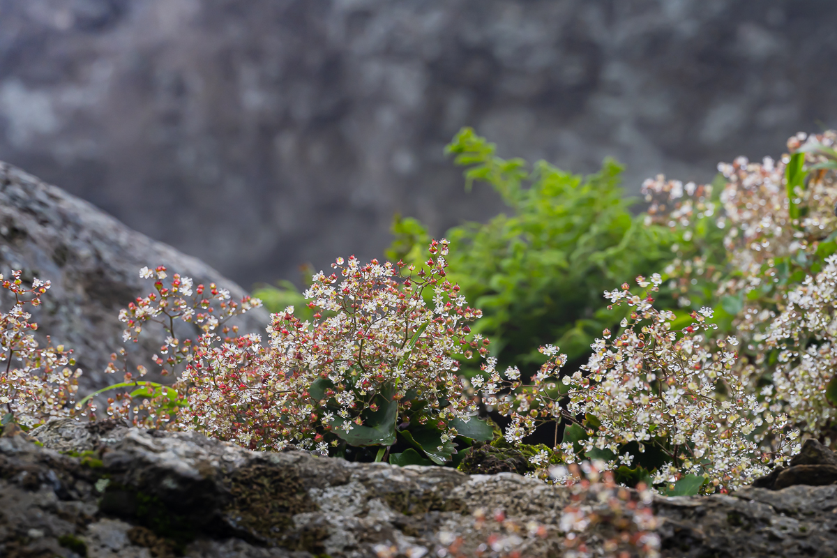 DSC_2501.jpg