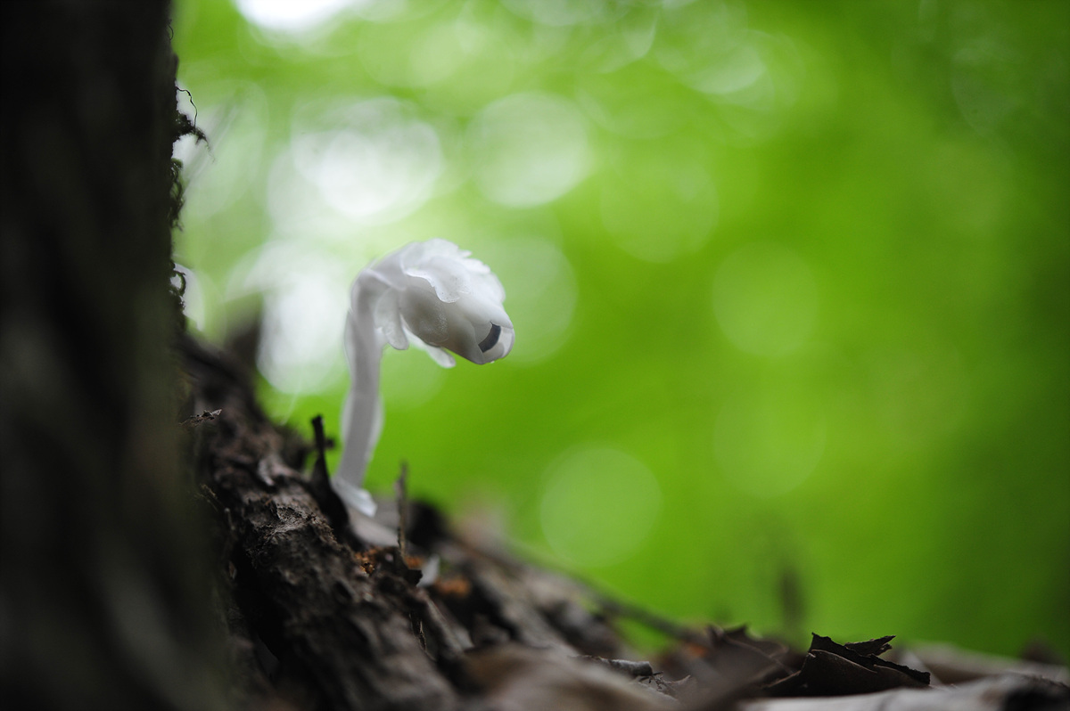DSC_8262.jpg