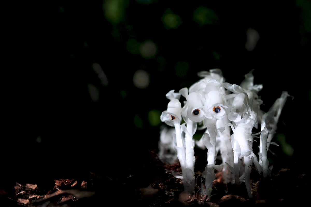 DSC_9276s.jpg
