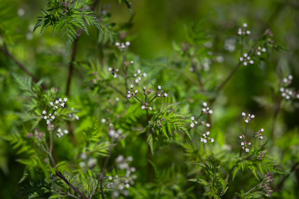 DSC_7998.jpg